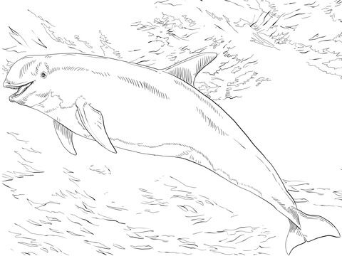 Risso'S Dolphin Coloring Page